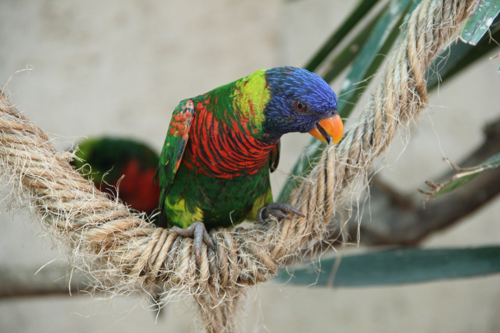 צילום ציפורים אקזוטיות