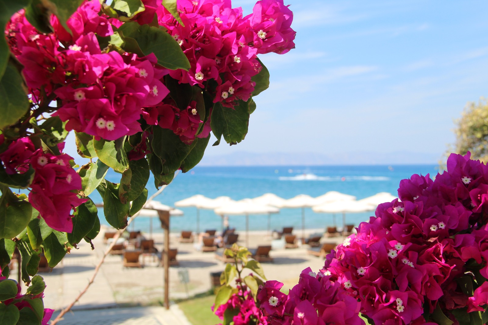 צילום בוטני ופרחים