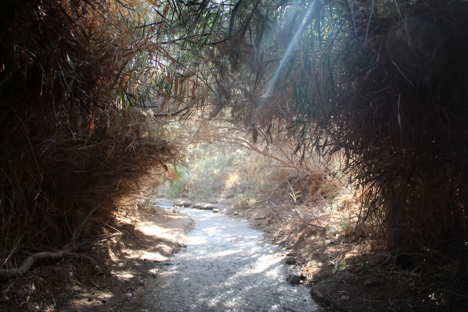 צילום טבע ונוף