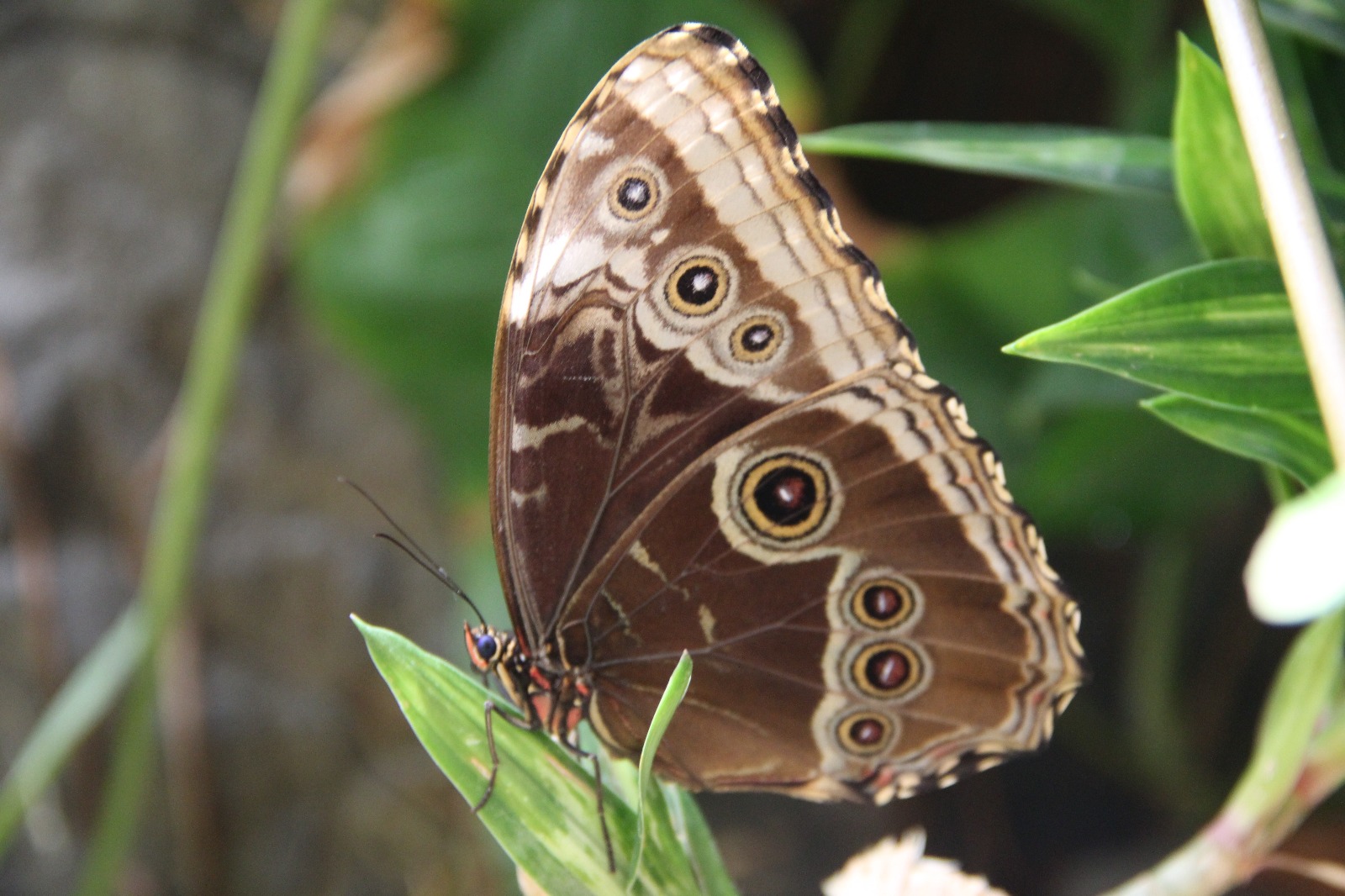 Eye like pattern butterfly
