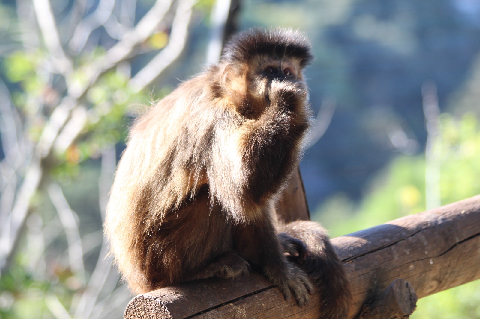 Monkey on log in natural setting